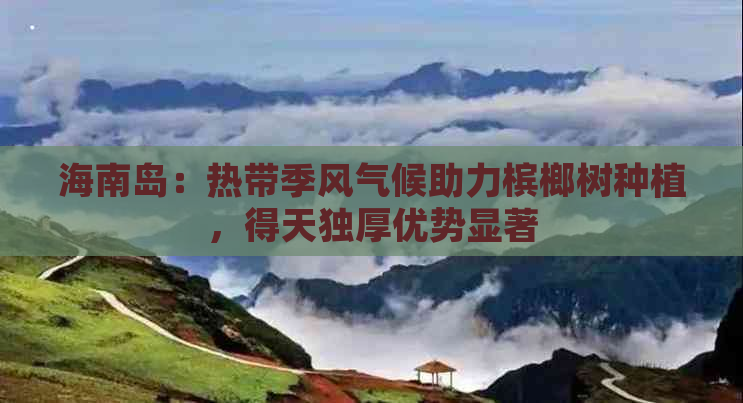 海南岛：热带季风气候助力槟榔树种植，得天独厚优势显著