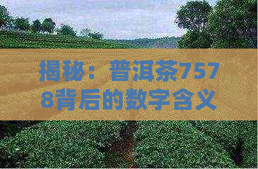 揭秘：普洱茶7578背后的数字含义及其独特魅力