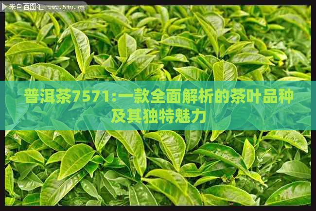 普洱茶7571:一款全面解析的茶叶品种及其独特魅力