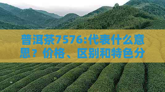 普洱茶7576:代表什么意思？价格、区别和特色分析。