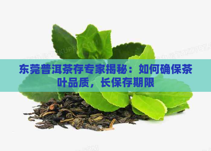 东莞普洱茶存专家揭秘：如何确保茶叶品质，长保存期限