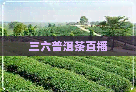 三六普洱茶直播