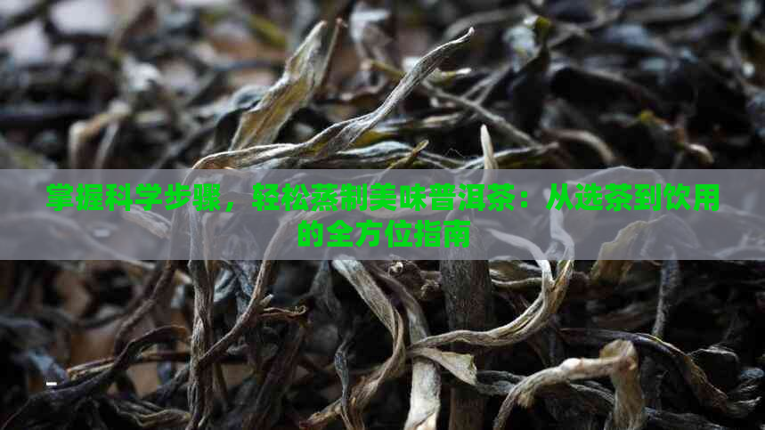 掌握科学步骤，轻松蒸制美味普洱茶：从选茶到饮用的全方位指南