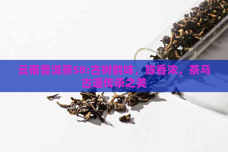 云南普洱茶58:古树韵味，陈香浓，茶马古道传承之美