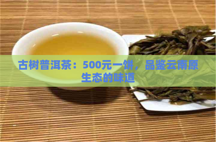 古树普洱茶：500元一饼，品鉴云南原生态的味道