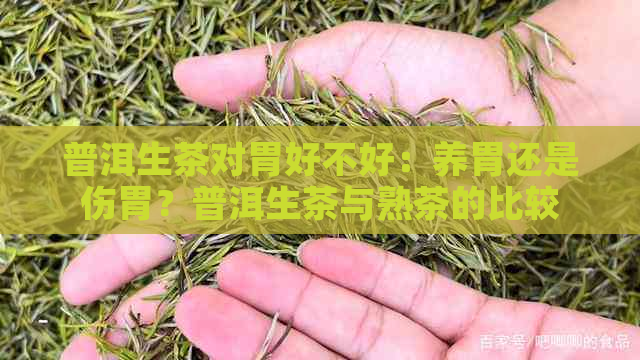 普洱生茶对胃好不好：养胃还是伤胃？普洱生茶与熟茶的比较