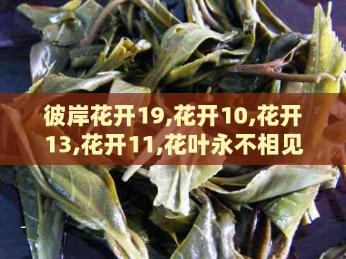 彼岸花开19,花开10,花开13,花开11,花叶永不相见，落1000年。