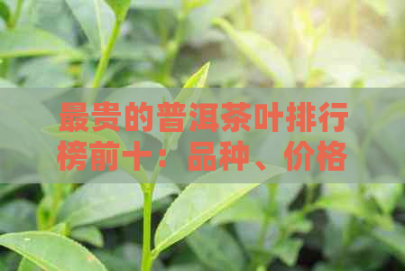 最贵的普洱茶叶排行榜前十：品种、价格与品鉴指南