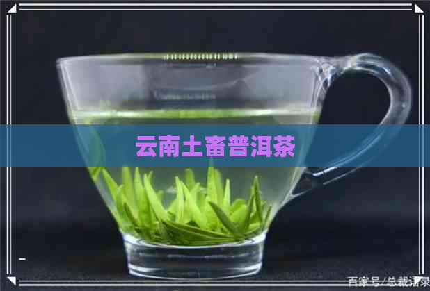 云南土畜普洱茶