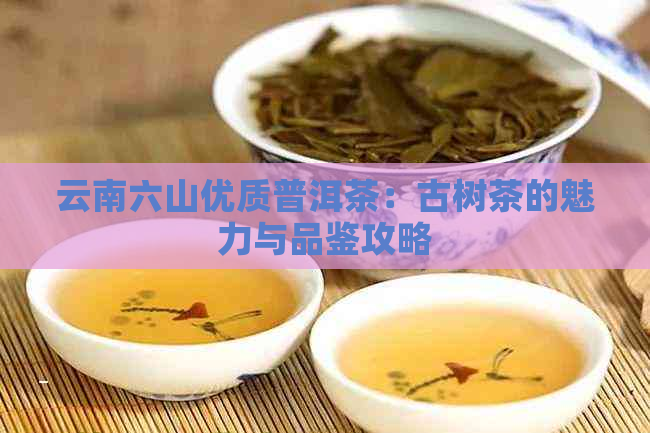 云南六山优质普洱茶：古树茶的魅力与品鉴攻略