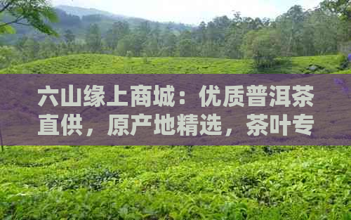 六山缘上商城：优质普洱茶直供，原产地精选，茶叶专家推荐