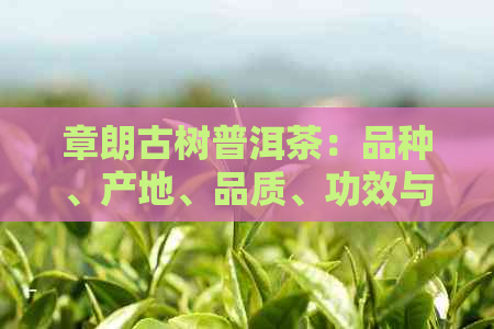 章朗古树普洱茶：品种、产地、品质、功效与冲泡方法全方位解析