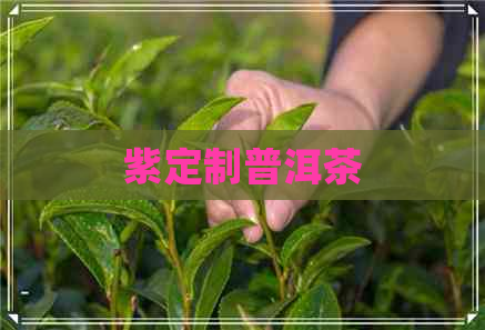 紫定制普洱茶