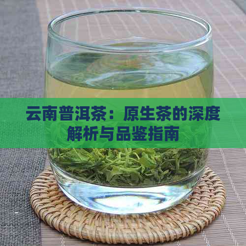 云南普洱茶：原生茶的深度解析与品鉴指南