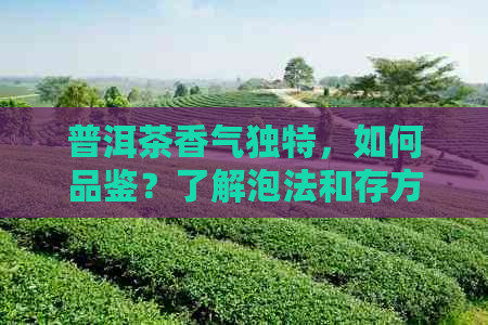 普洱茶香气独特，如何品鉴？了解泡法和存方式，享受其独特魅力！