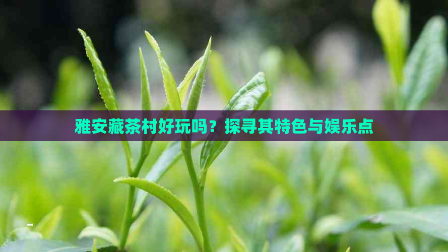 雅安藏茶村好玩吗？探寻其特色与娱乐点