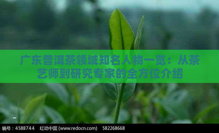 广东普洱茶领域知名人物一览：从茶艺师到研究专家的全方位介绍