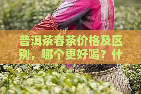 普洱茶春茶价格及区别，哪个更好喝？什么时候开始采摘？