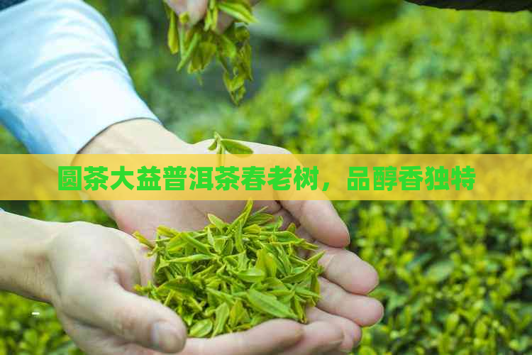 圆茶大益普洱茶春老树，品醇香独特