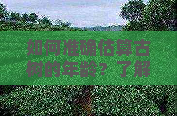 如何准确估算古树的年龄？了解这五大指标即可