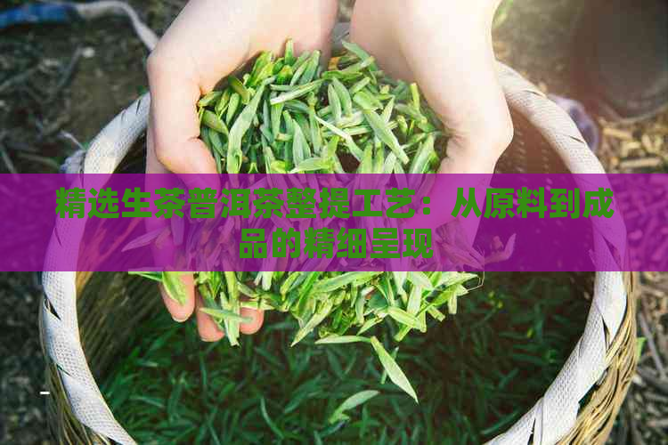 精选生茶普洱茶整提工艺：从原料到成品的精细呈现