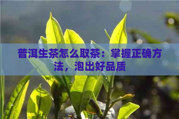 普洱生茶怎么取茶：掌握正确方法，泡出好品质