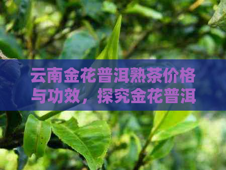 云南金花普洱熟茶价格与功效，探究金花普洱茶的奥秘