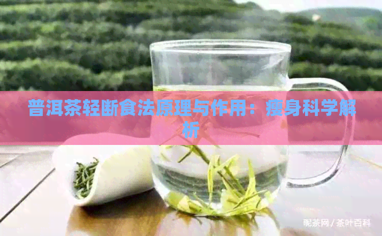 普洱茶轻断食法原理与作用：瘦身科学解析