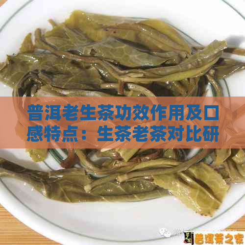 普洱老生茶功效作用及口感特点：生茶老茶对比研究