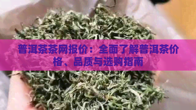 普洱茶茶网报价：全面了解普洱茶价格、品质与选购指南