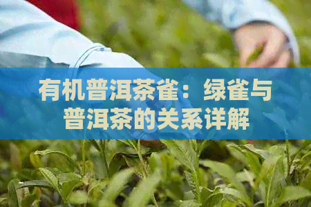 有机普洱茶雀：绿雀与普洱茶的关系详解