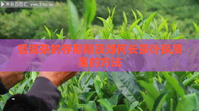 普洱茶的存期限及如何长茶叶保质期的方法