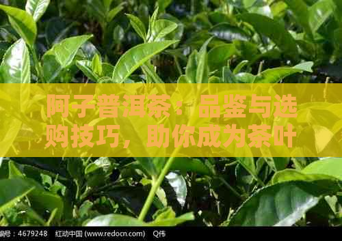 阿子普洱茶：品鉴与选购技巧，助你成为茶叶达人！