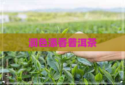 润色添香普洱茶