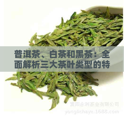 普洱茶、白茶和黑茶：全面解析三大茶叶类型的特点与区别