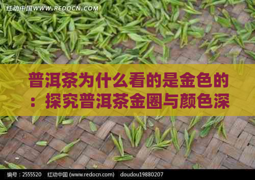 普洱茶为什么看的是金色的：探究普洱茶金圈与颜色深层原因