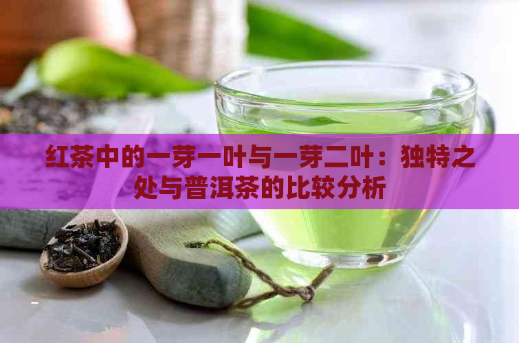 红茶中的一芽一叶与一芽二叶：独特之处与普洱茶的比较分析