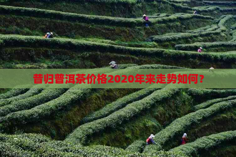 昔归普洱茶价格2020年来走势如何？