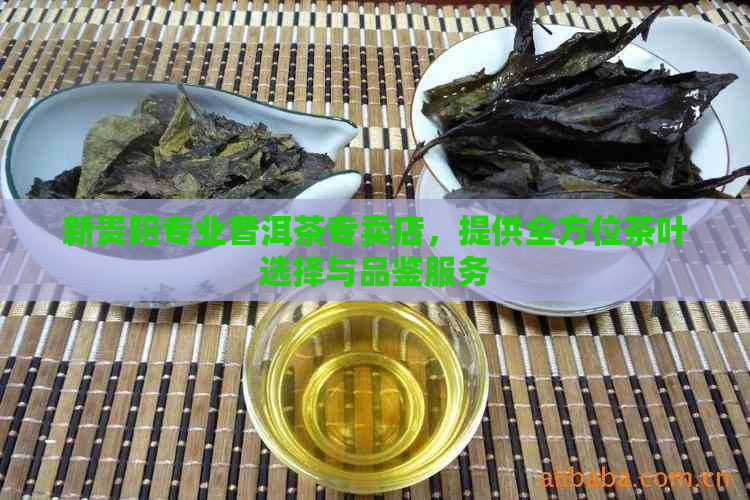 新贵阳专业普洱茶专卖店，提供全方位茶叶选择与品鉴服务