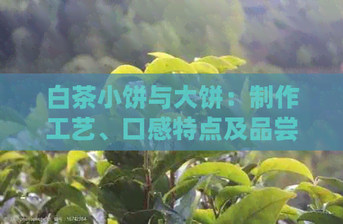 白茶小饼与大饼：制作工艺、口感特点及品尝技巧的全面比较