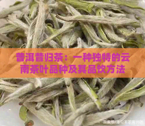 普洱昔归茶：一种独特的云南茶叶品种及其品饮方法