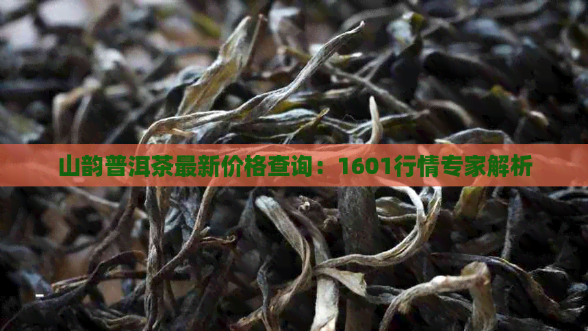 山韵普洱茶最新价格查询：1601行情专家解析