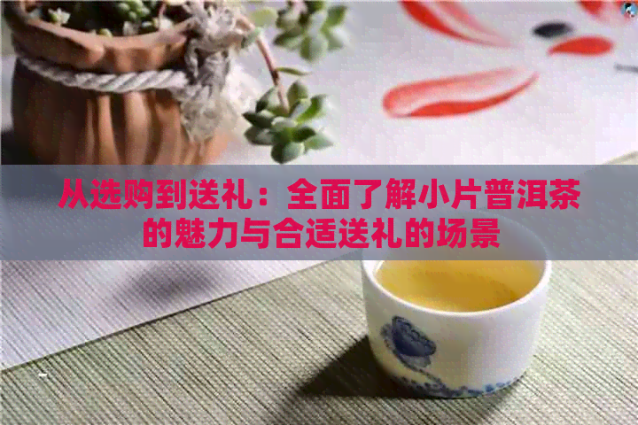 从选购到送礼：全面了解小片普洱茶的魅力与合适送礼的场景