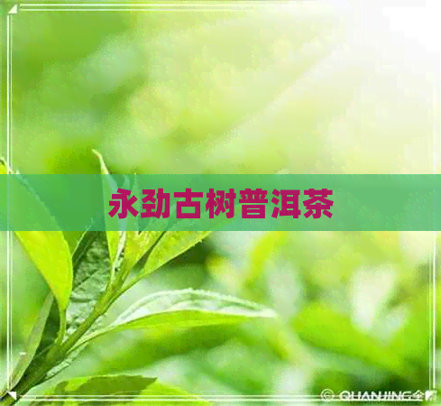 永劲古树普洱茶