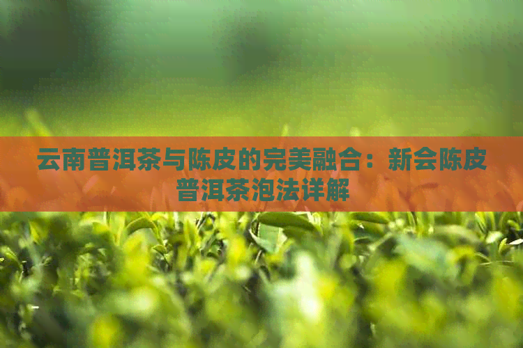 云南普洱茶与陈皮的完美融合：新会陈皮普洱茶泡法详解