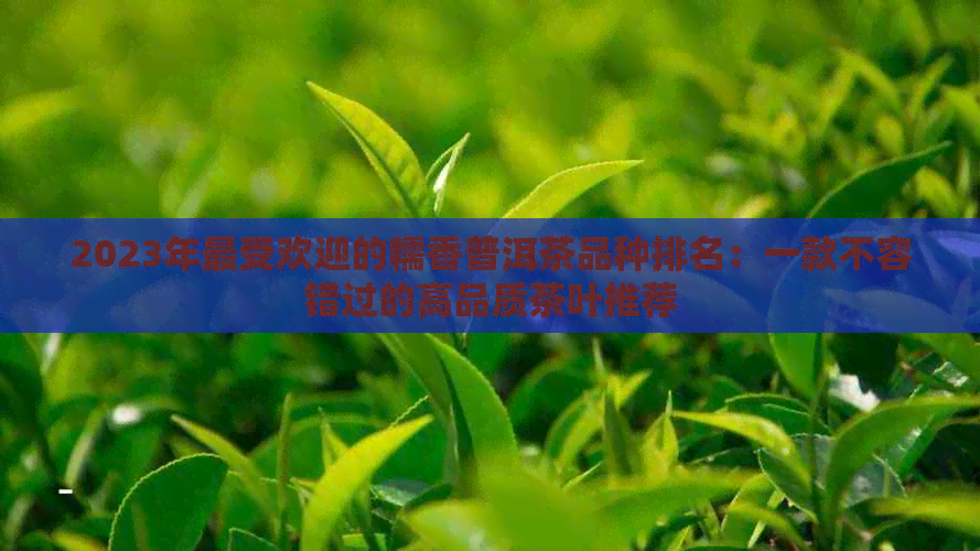 2023年更受欢迎的糯香普洱茶品种排名：一款不容错过的高品质茶叶推荐