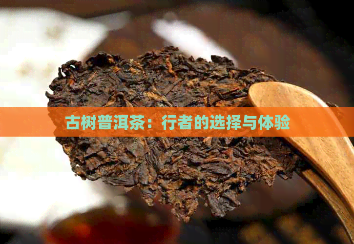 古树普洱茶：行者的选择与体验