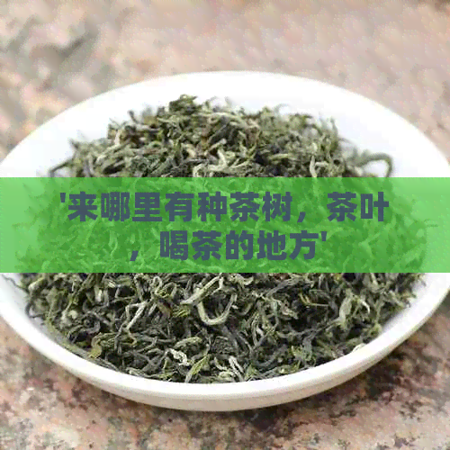 '来哪里有种茶树，茶叶，喝茶的地方'