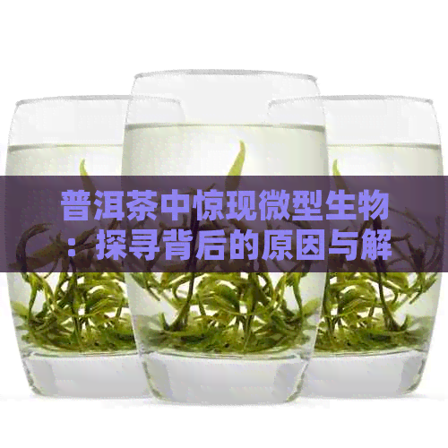 普洱茶中惊现微型生物：探寻背后的原因与解决方法