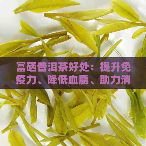 富硒普洱茶好处：提升免疫力、降低血脂、助力消化等多方面益处